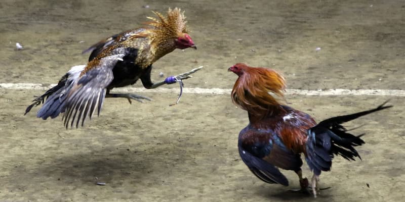 Bí quyết tận hưởng đá gà cựa sắt 789win tối đa