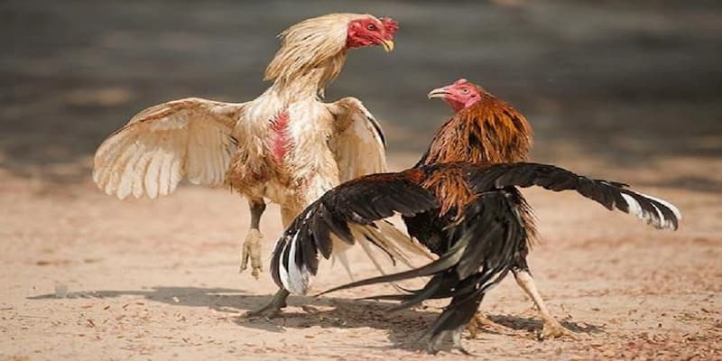 Chiến thuật tăng tỷ lệ thắng đá gà cựa sắt 789win