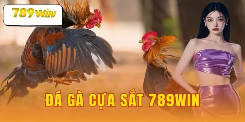 Sức hút đặc biệt của đá gà cựa sắt 789win