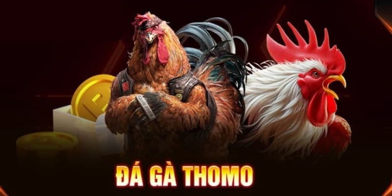 Tổng quan về đá gà thomo campuchia 789win