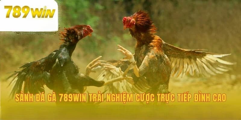 Trải nghiệm thực tế khi tham gia đá gà 789win