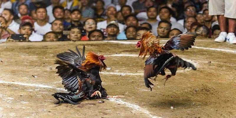 Vì sao đá gà thomo campuchia 789win hấp dẫn người chơi