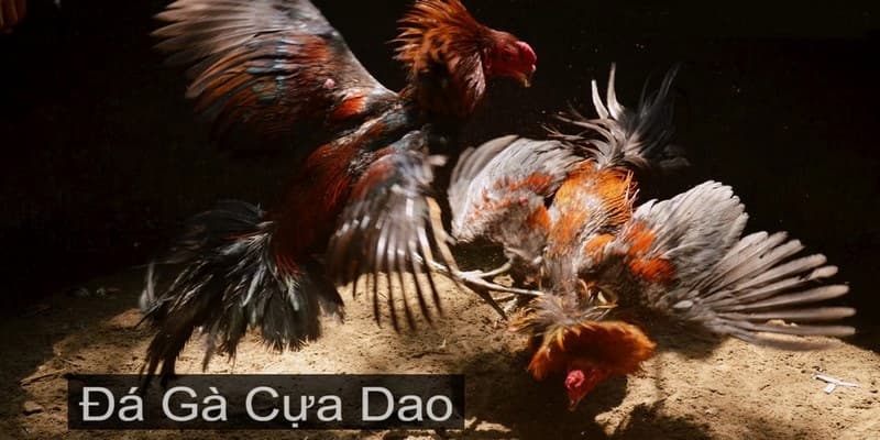 Vì sao nên chọn đá gà cựa dao 789win thay vì nơi khác